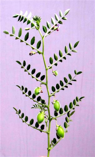 Cicer arietinum